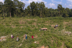 Forest Clearing