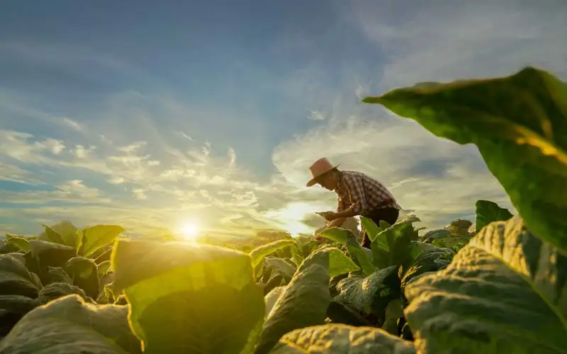 DOERS – Agriculture | Signature Offerings Set Up Guidelines
